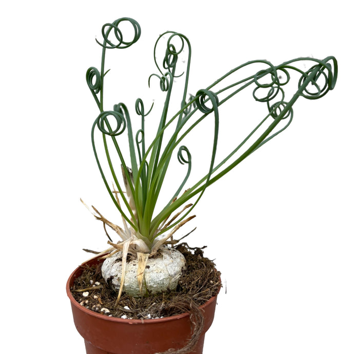 Albuca spiral Frizzle sizzle