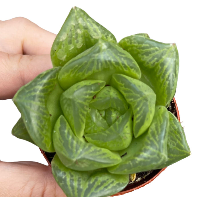 Haworthia Cymbiformis