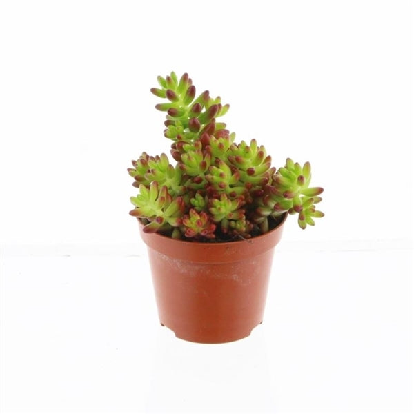 Sedum rubrotinctum