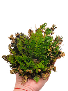 Rose of Jericho Selaginella lepidophyla