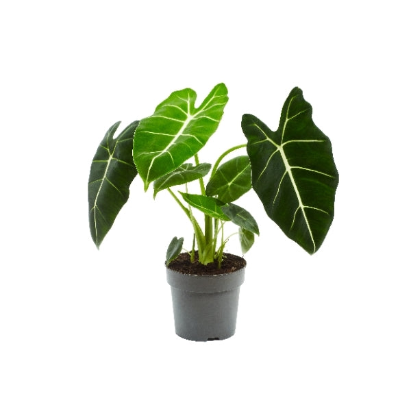 その他観葉植物 Alocasia Frydek Alocasia Frydek – Gipsygarden