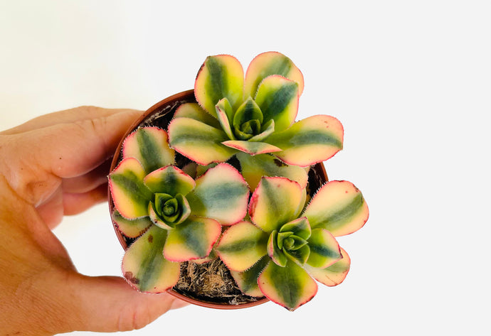 Aeonium Sunburst Ramdis