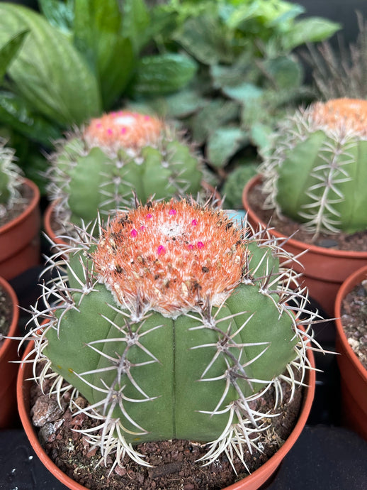 Melocactus Matanzanus