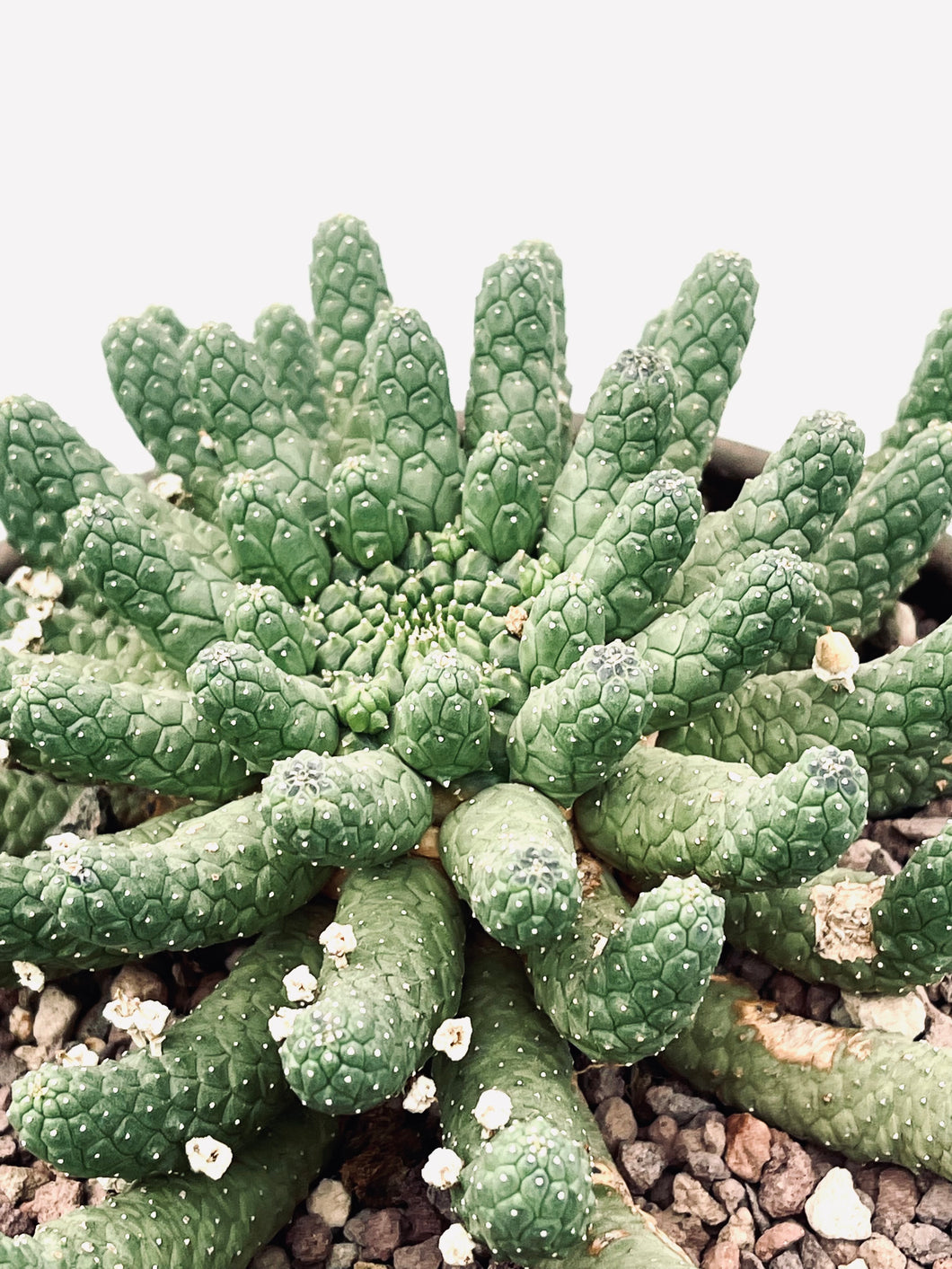 Euphorbia Inermis 17 cm