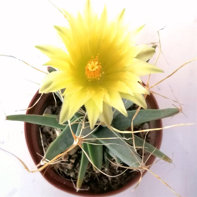 Leuchtenbergia principis