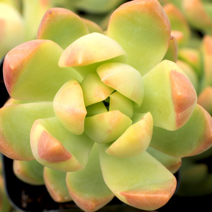 Sedum Adolphii “Golden glow”