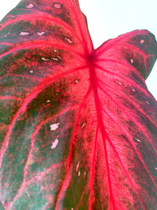 Caladium Red Flash