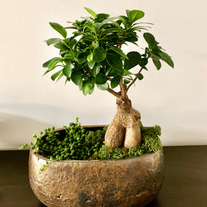 Ficus bonsai (Ficus microphylla Ginseng)