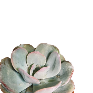 Echeveria laui