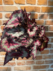 Begonia leaf Odiss