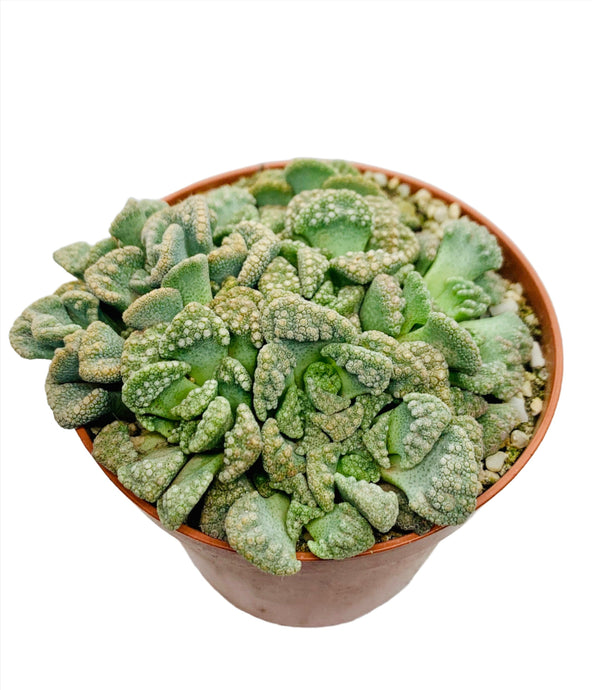 Titanopsis calcarea in 8,5cm pot