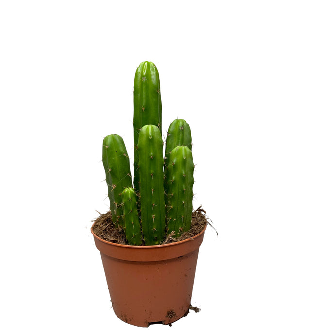 Echinopsis cactus