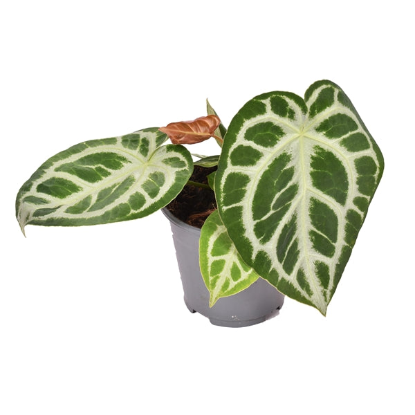 Anthurium Chrystallinum