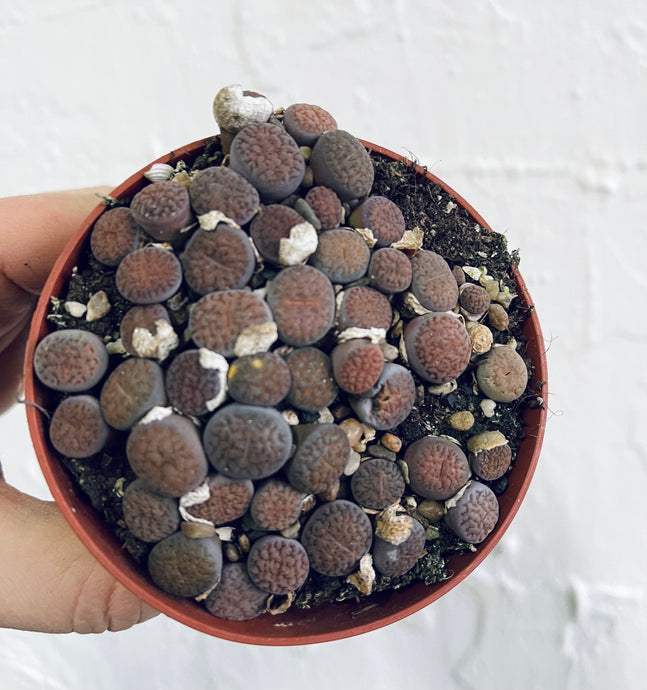 Lithops Living stones