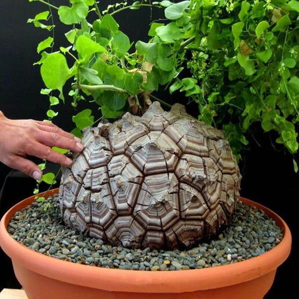 その他 Ozwrt Dioscorea Elephantipes Monoclonius Dioscorea elephantipes Small dioscorea – Gipsygarden