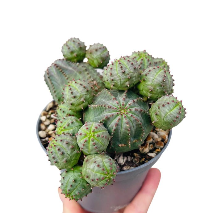 Euphorbia pseudoglobosa