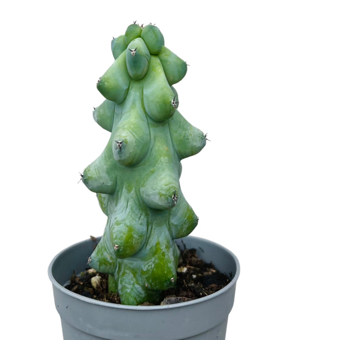 Myrtillocactus geometrizans 'Fukurokuryuzinboku'