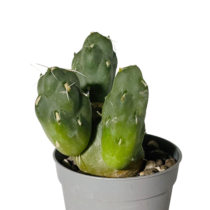 Tephrocactus neuqueensis