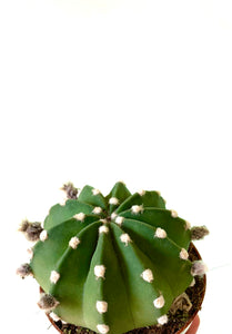 Echinopsis subdenudatum