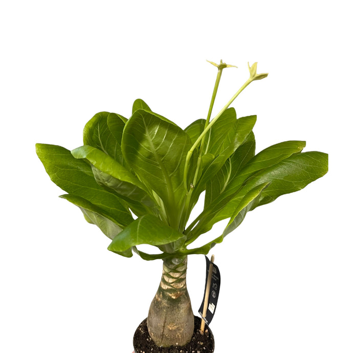 Brighamia insignis Hawaiian Palm