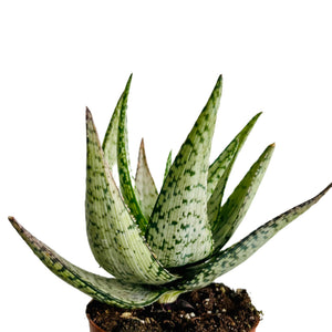 Aloe Somaliensis