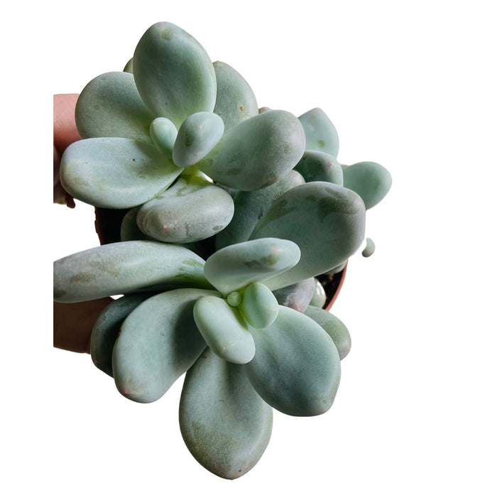 Pachyphytum oviferum