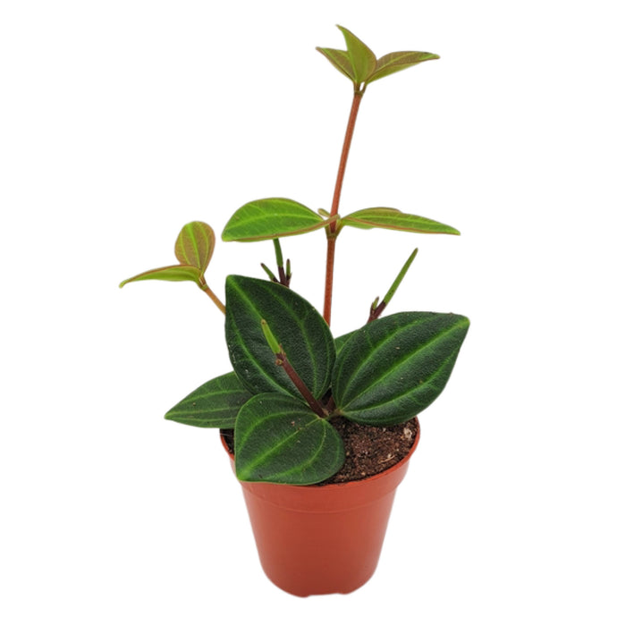 Peperomia angulata