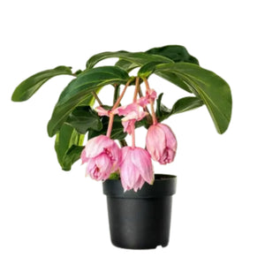 Medinilla Candy