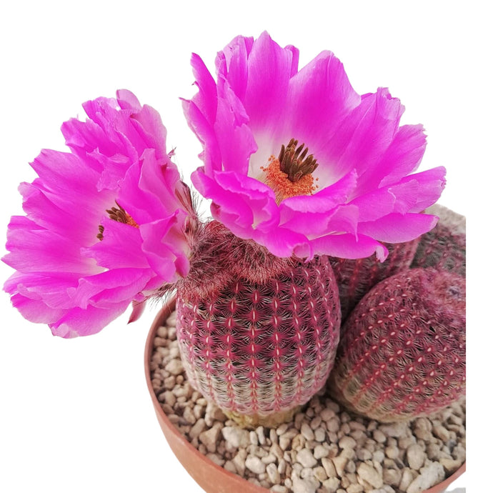 Echinocereus rigidissimus Rubispinus