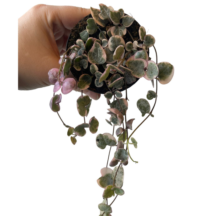 Ceropegia woodii variagata