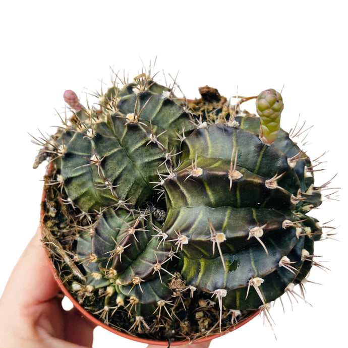 Gymnocalycium mihanovicii