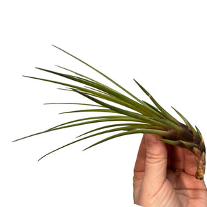 Tillandsia Faciculata