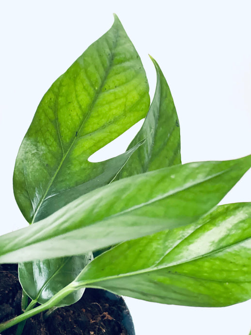 Epipremnum Pinatum Blue form