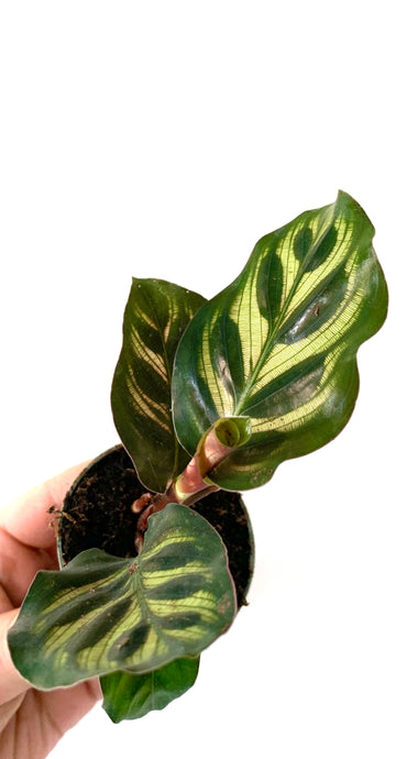 Calathea makoyana