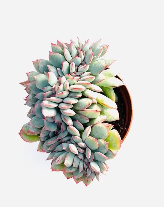 Echeveria Pink edge cristata