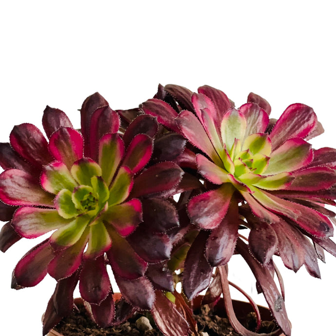 Aeonium Sunrise