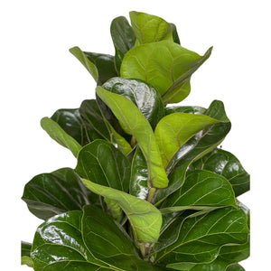Ficus Lyrata Lyralapis Fikusas