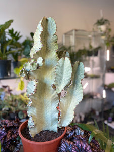 Euphorbia Ingens Erytrea  variagata Marmorata