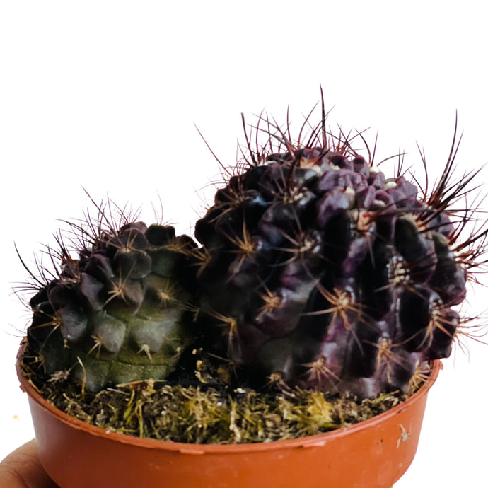 Copiapoa Longispinus Negra