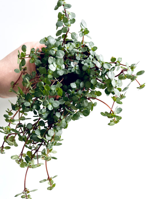 Pilea glaucophyla