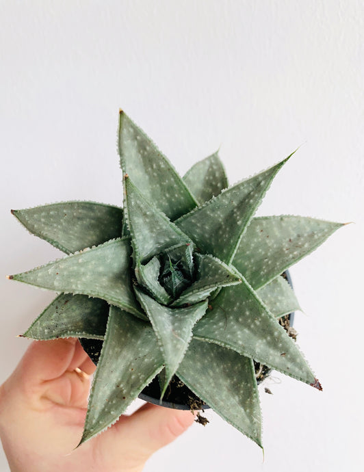 Gasteraloe White wonder