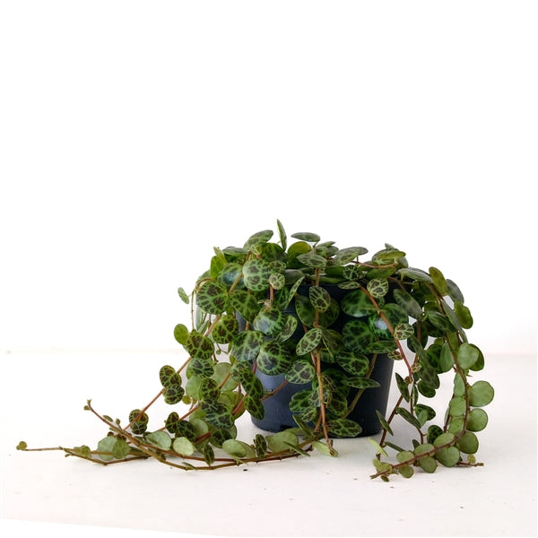 Peperomia prostrata