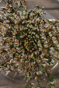 Rose of Jericho Selaginella lepidophyla