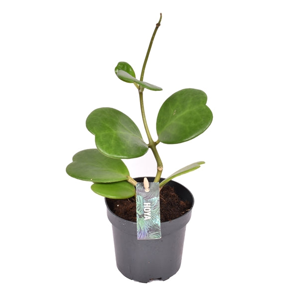 Hoya Kerrii