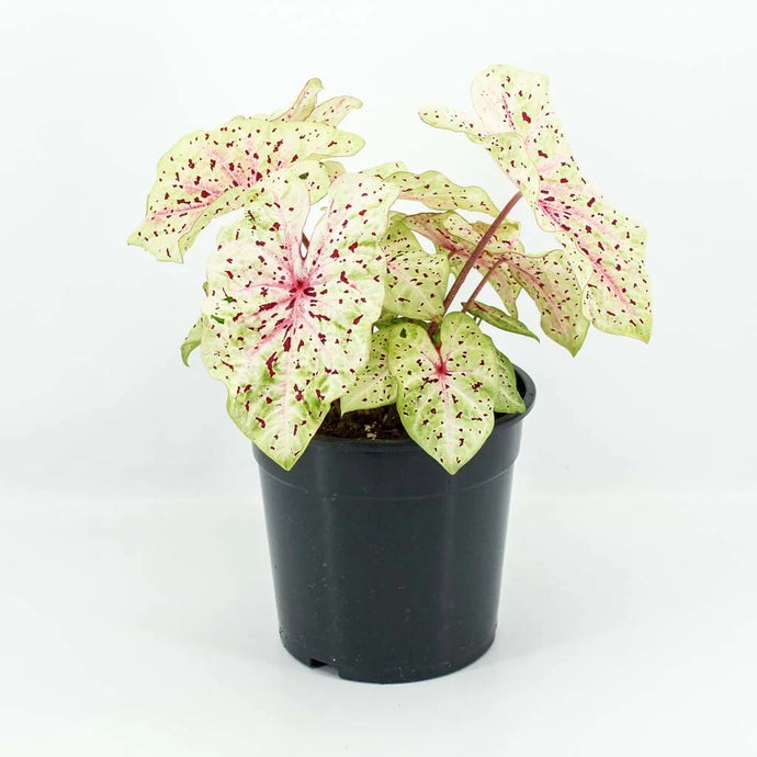 Caladium Miss Muffet