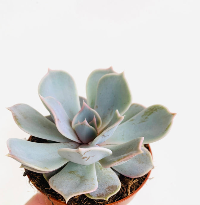 Echeveria Runyonii Eševerija