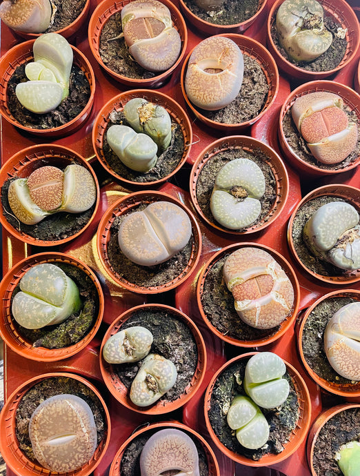 Lithops midi mix