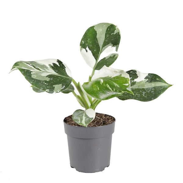 Philodendron White Wizard