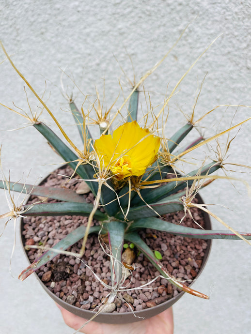 Leuchtenbergia principis