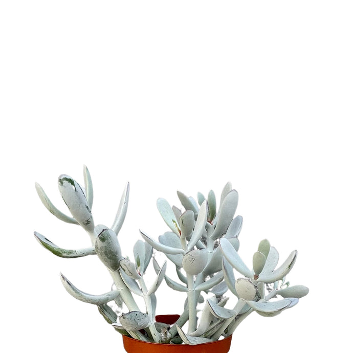 Cotyledon silver pearl